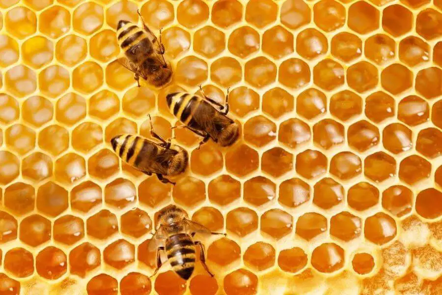 As we all know honey bees live in colonies which are ruled by a single Queen Bee, and hundreds of male drones with 20,000 to 80,000 female workers bees, who provide food, fertilization, and wax to construct the hive. Worker bees, though they are females, they are unable to produce fertilized eggs. Worker bees have a life span of six weeks, while the Queen Bee can live up to five years out of which she lives for two or three years producing eggs.