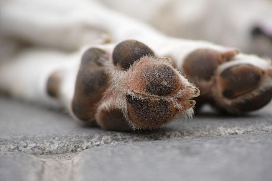 Take Care Of Its Paws
