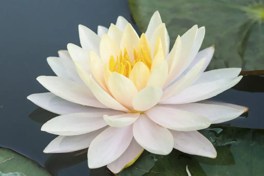 white-color-lotus