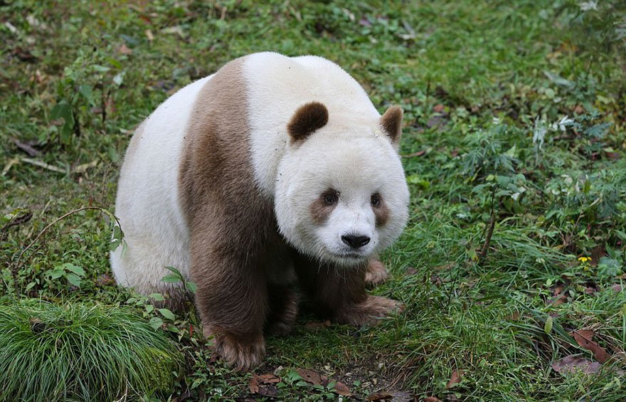 only existing brown panda