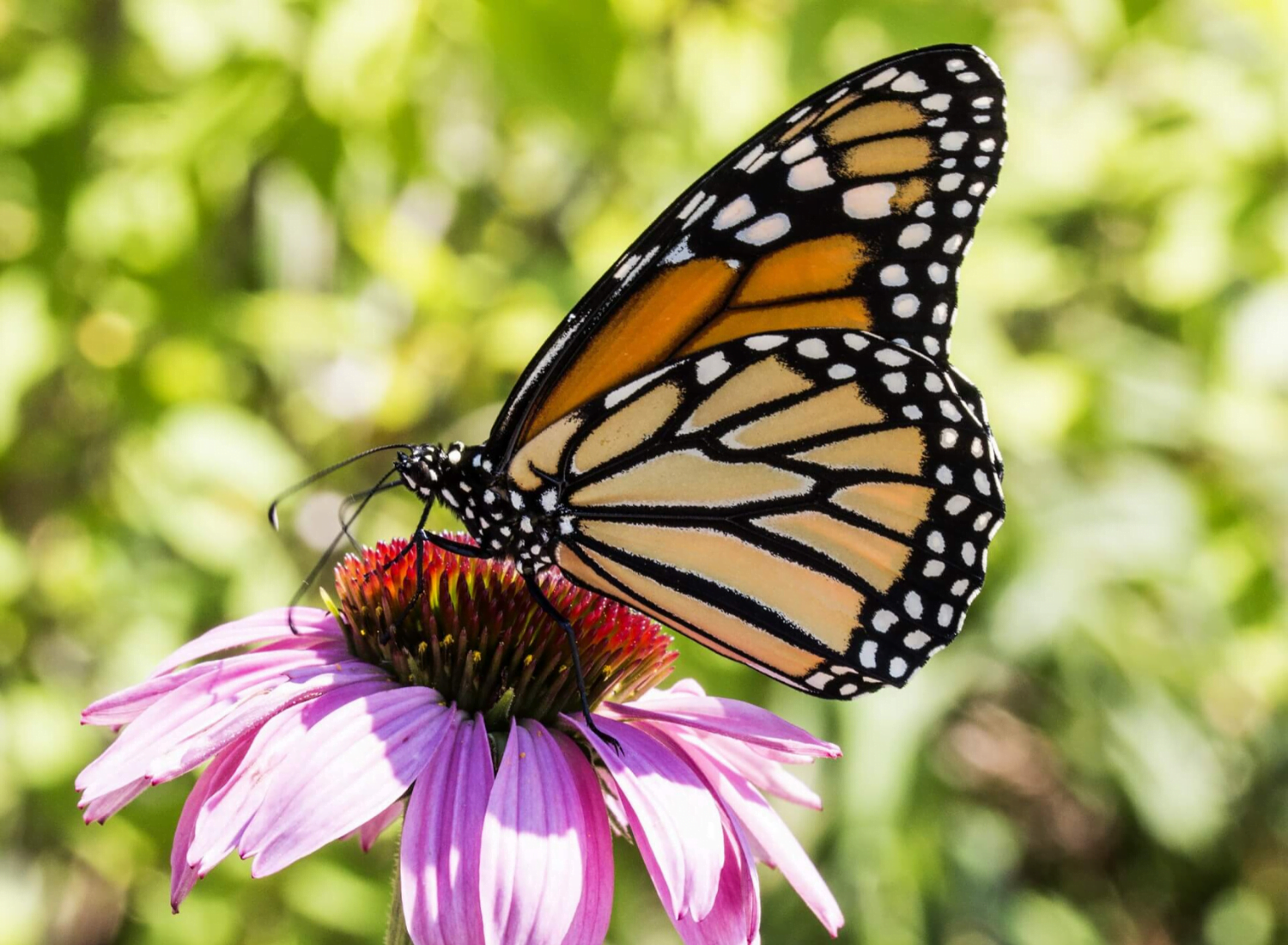 How Do Butterfly Wings Get Their Magnificent Color?