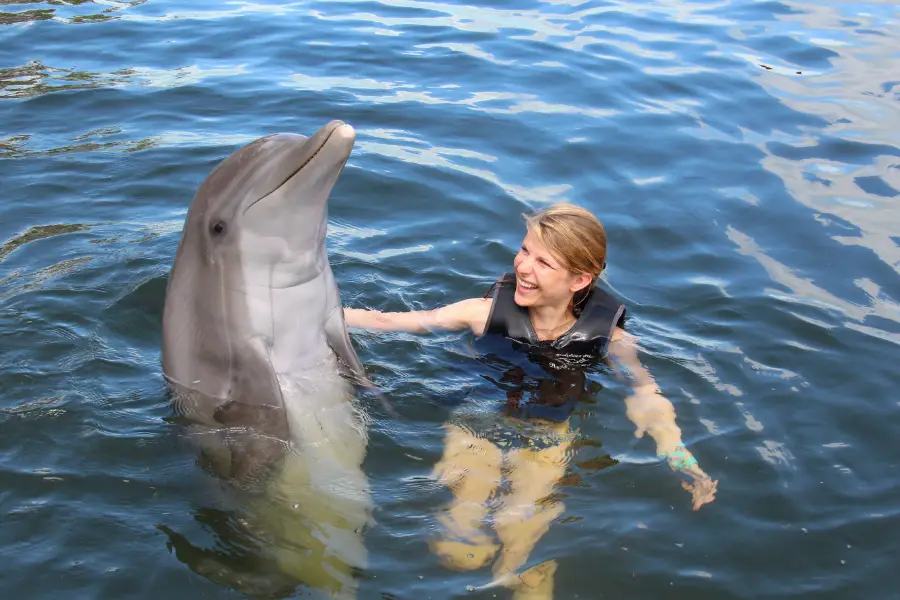 friendly Dolphin
