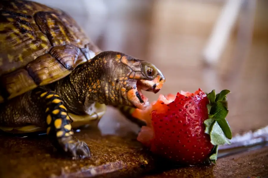 Turtle with fruit