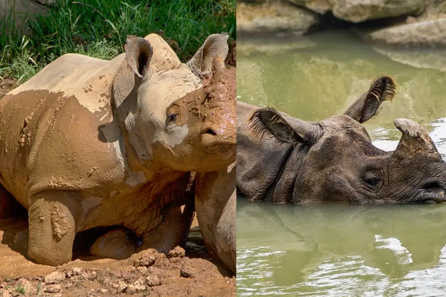 Rhino in water. 