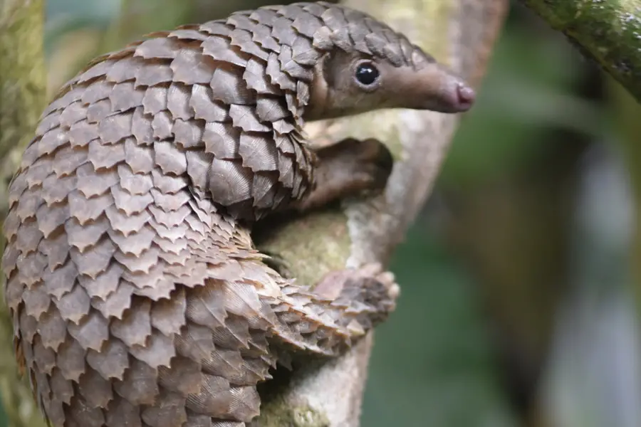 Pangolins Are The Most Trafficked Animals In The World