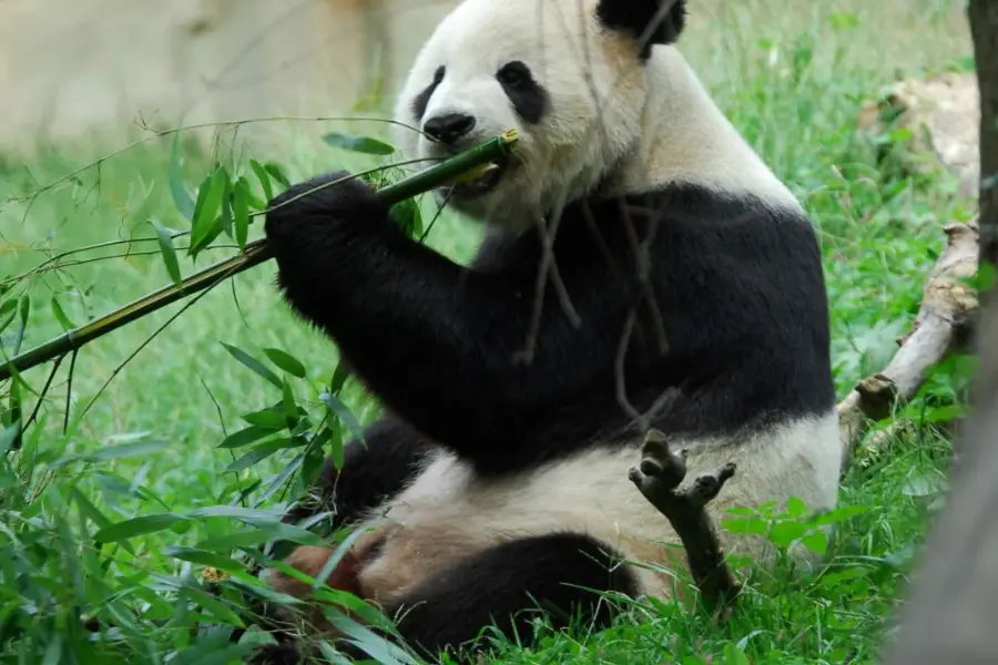eating Panda